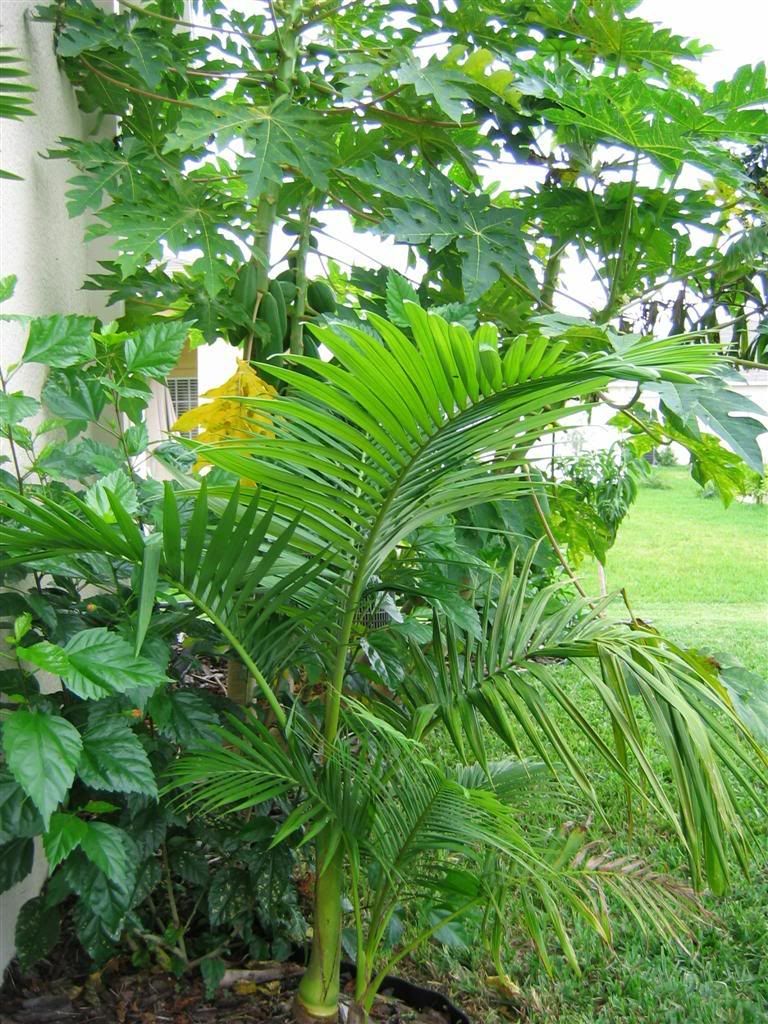 My zone 9B garden DISCUSSING PALM TREES WORLDWIDE PalmTalk